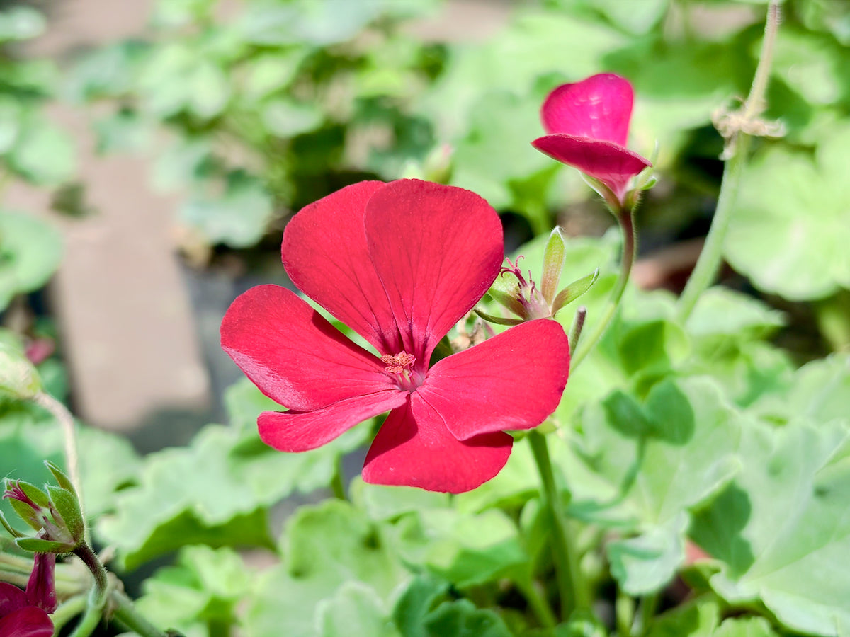 Ivy Geranium
