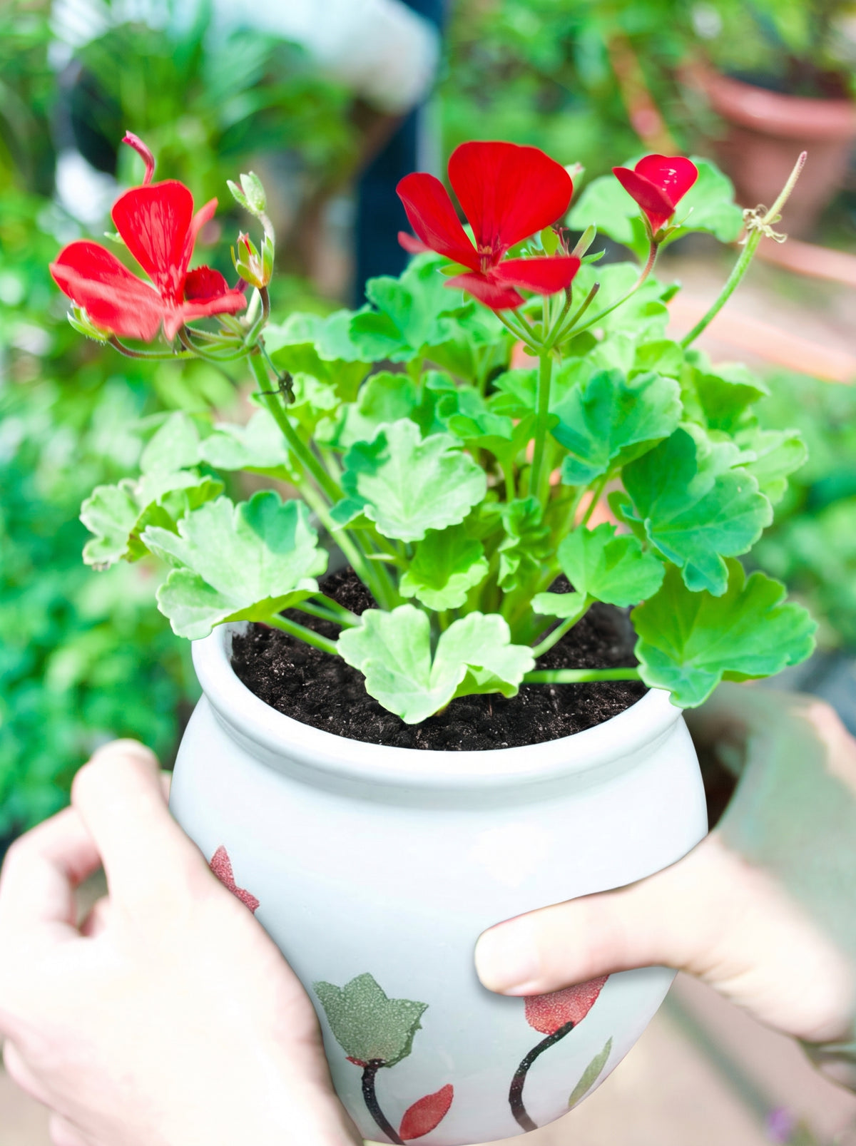 Ivy Geranium