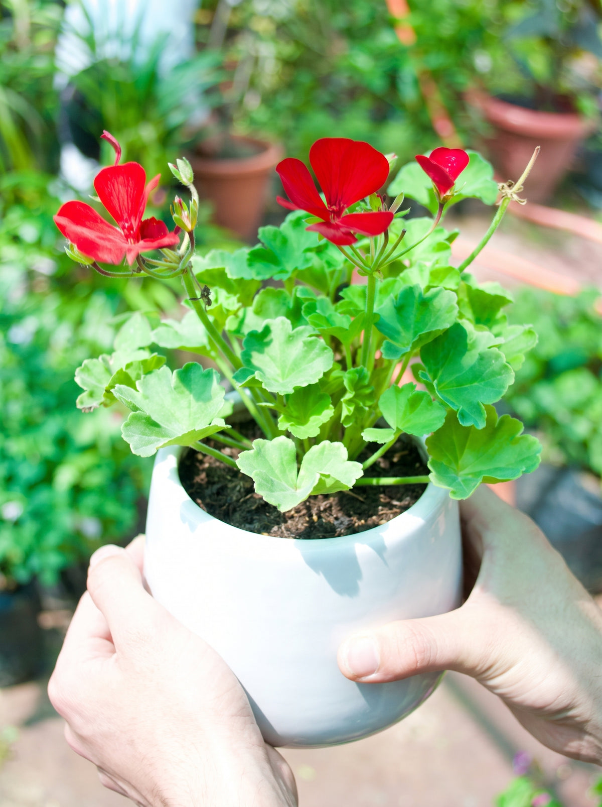 Ivy Geranium