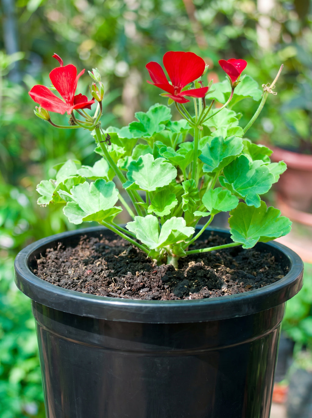 Ivy Geranium