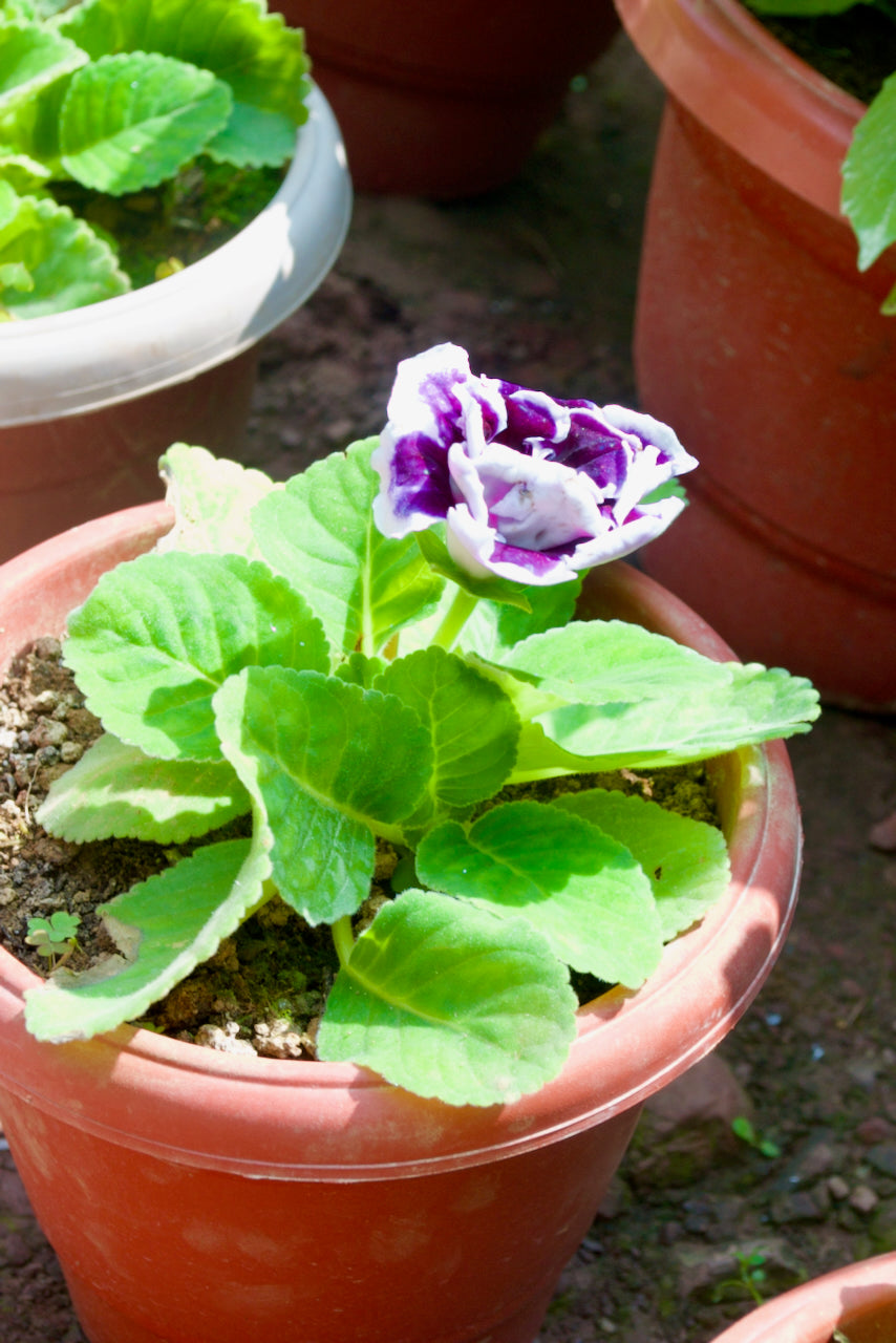 Gloxinia