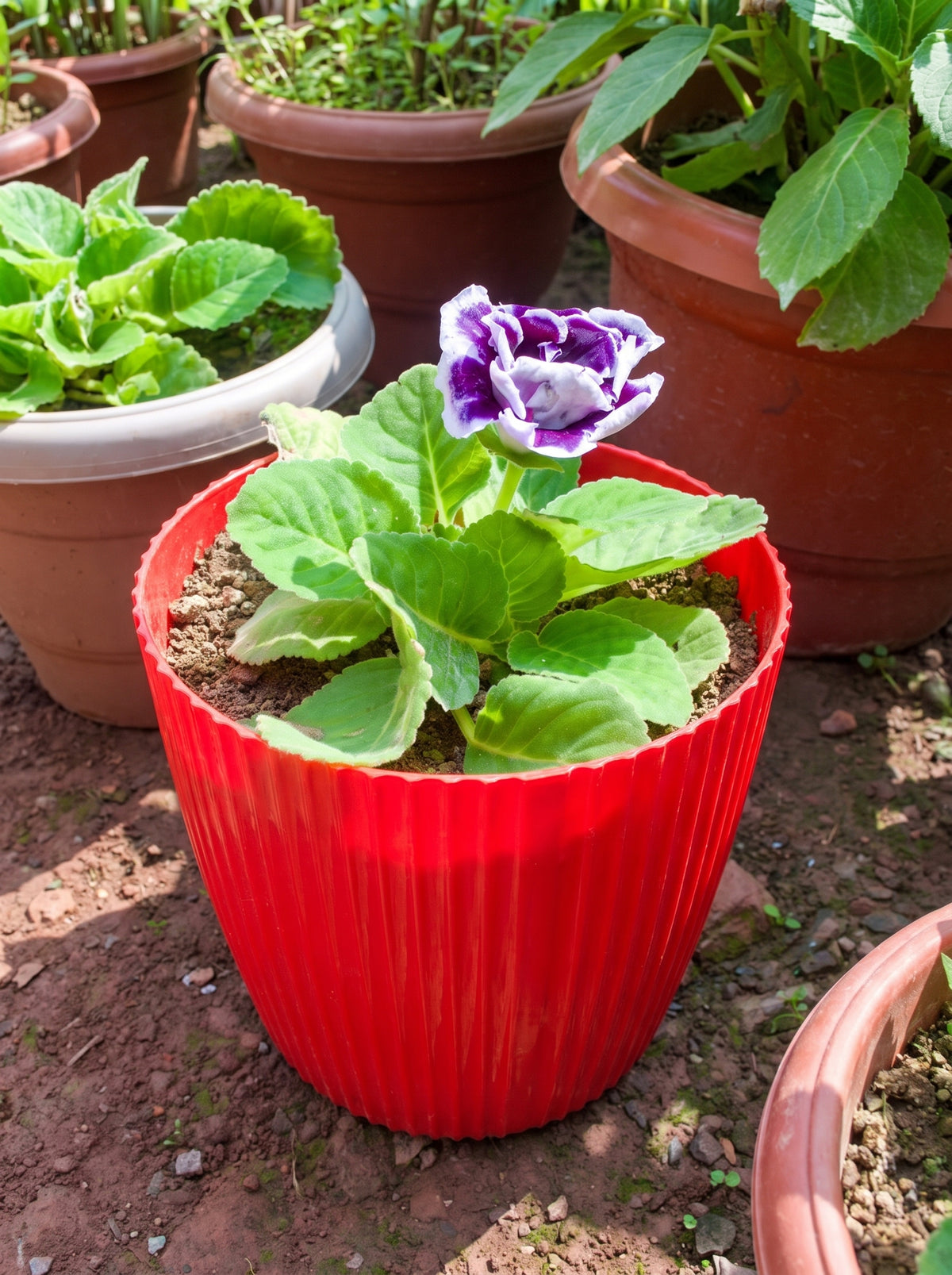 Gloxinia