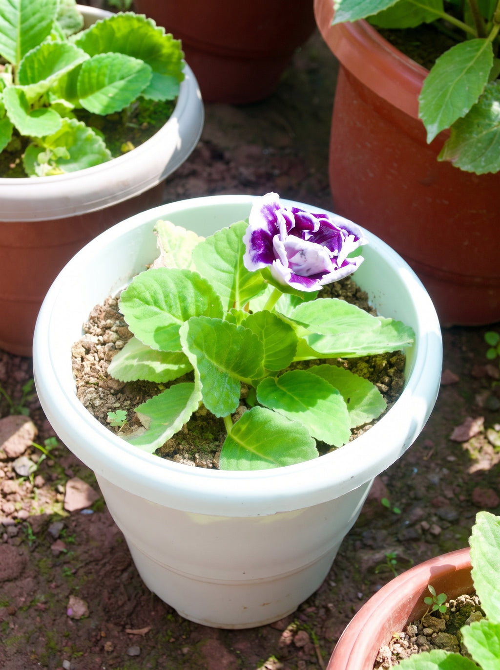 Gloxinia