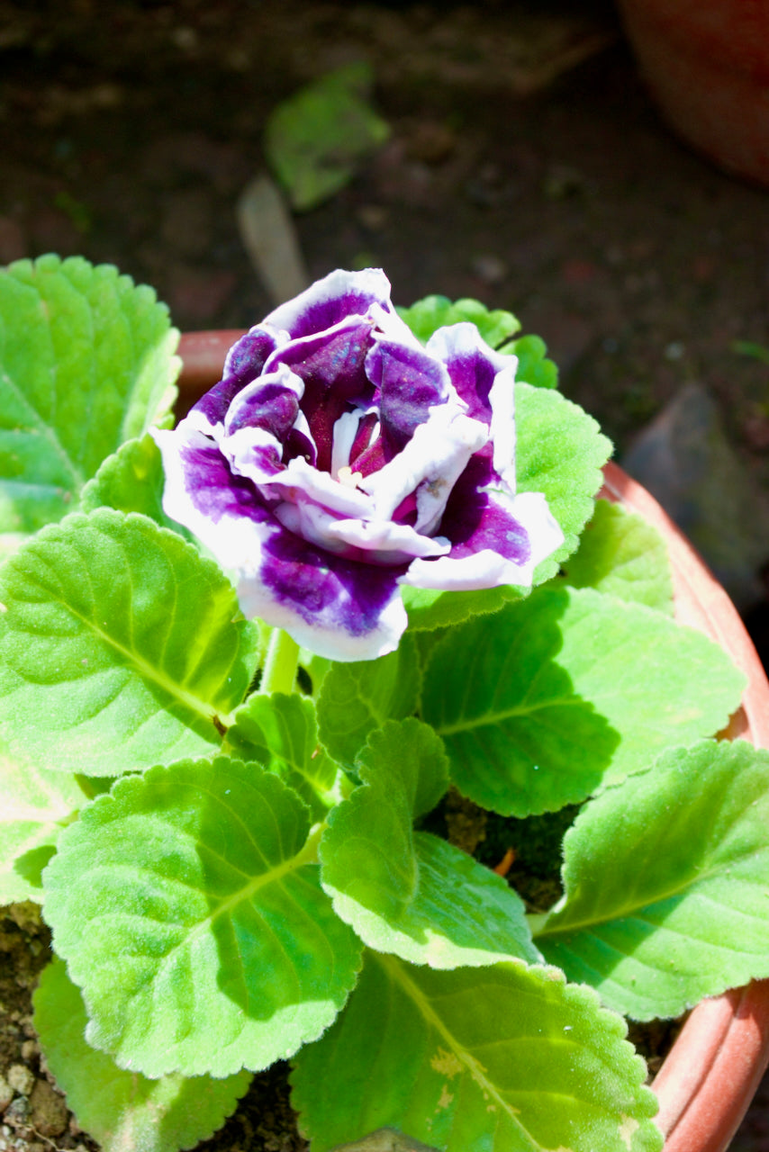 Gloxinia