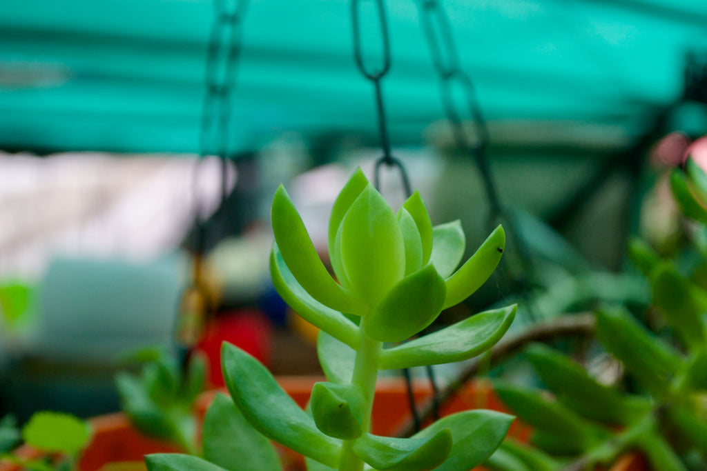 Golden Sedum