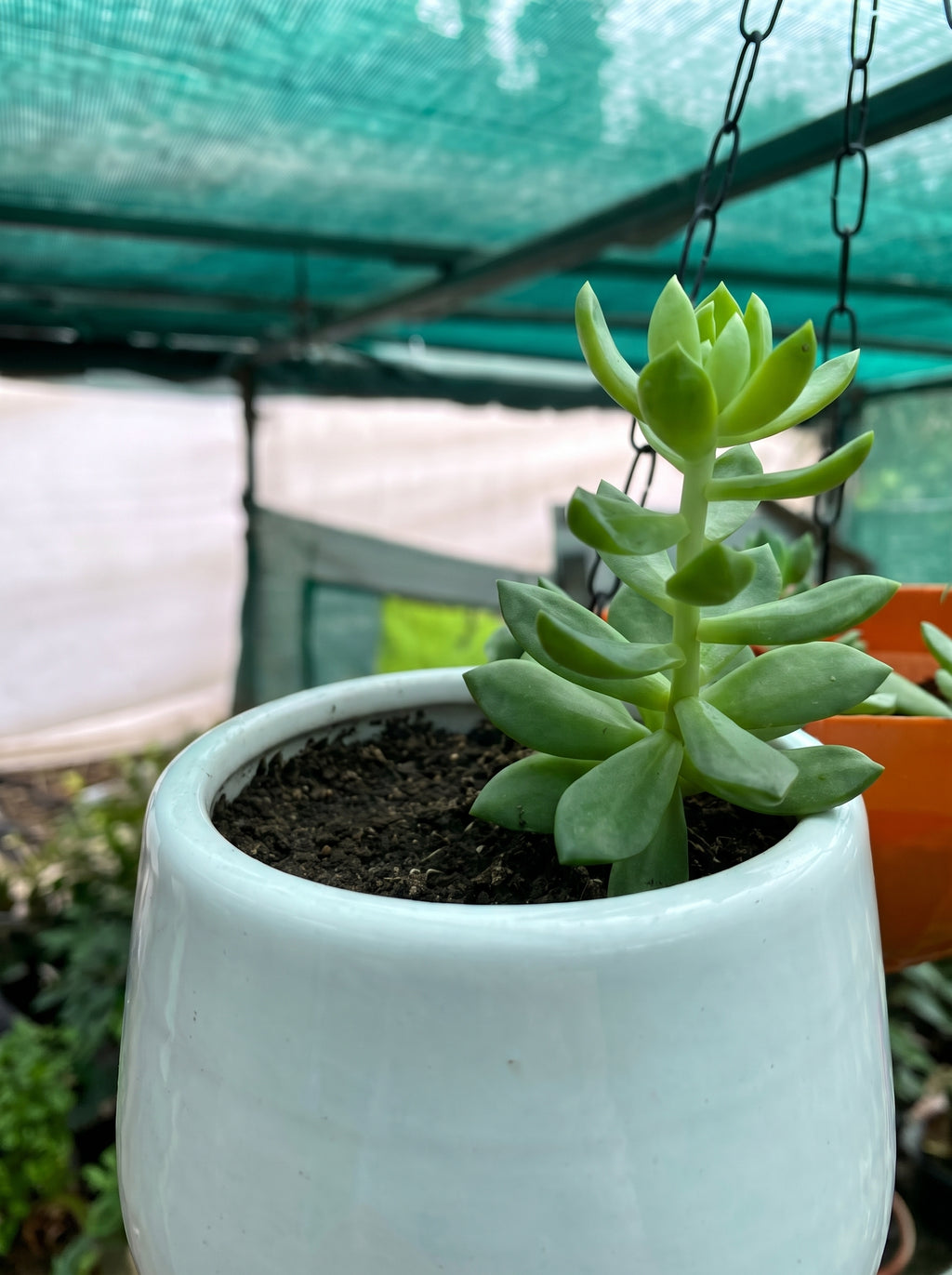 Golden Sedum