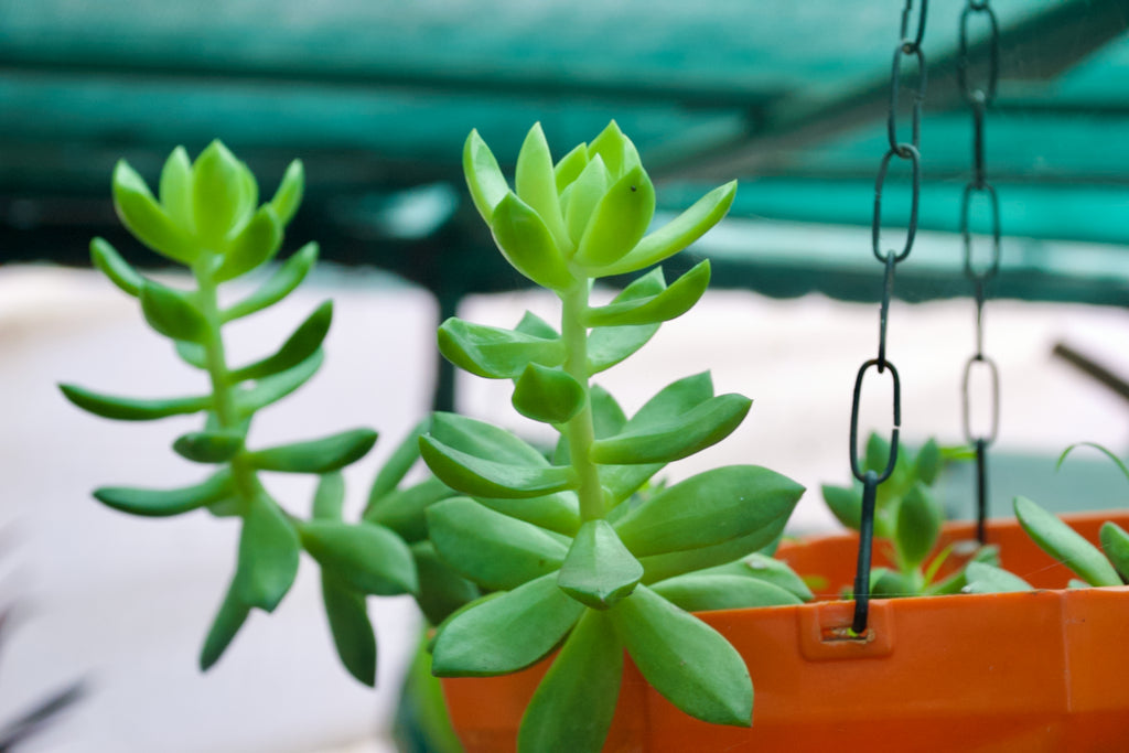 Golden Sedum
