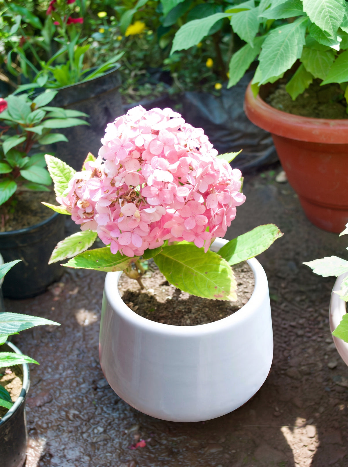 Hydrangea