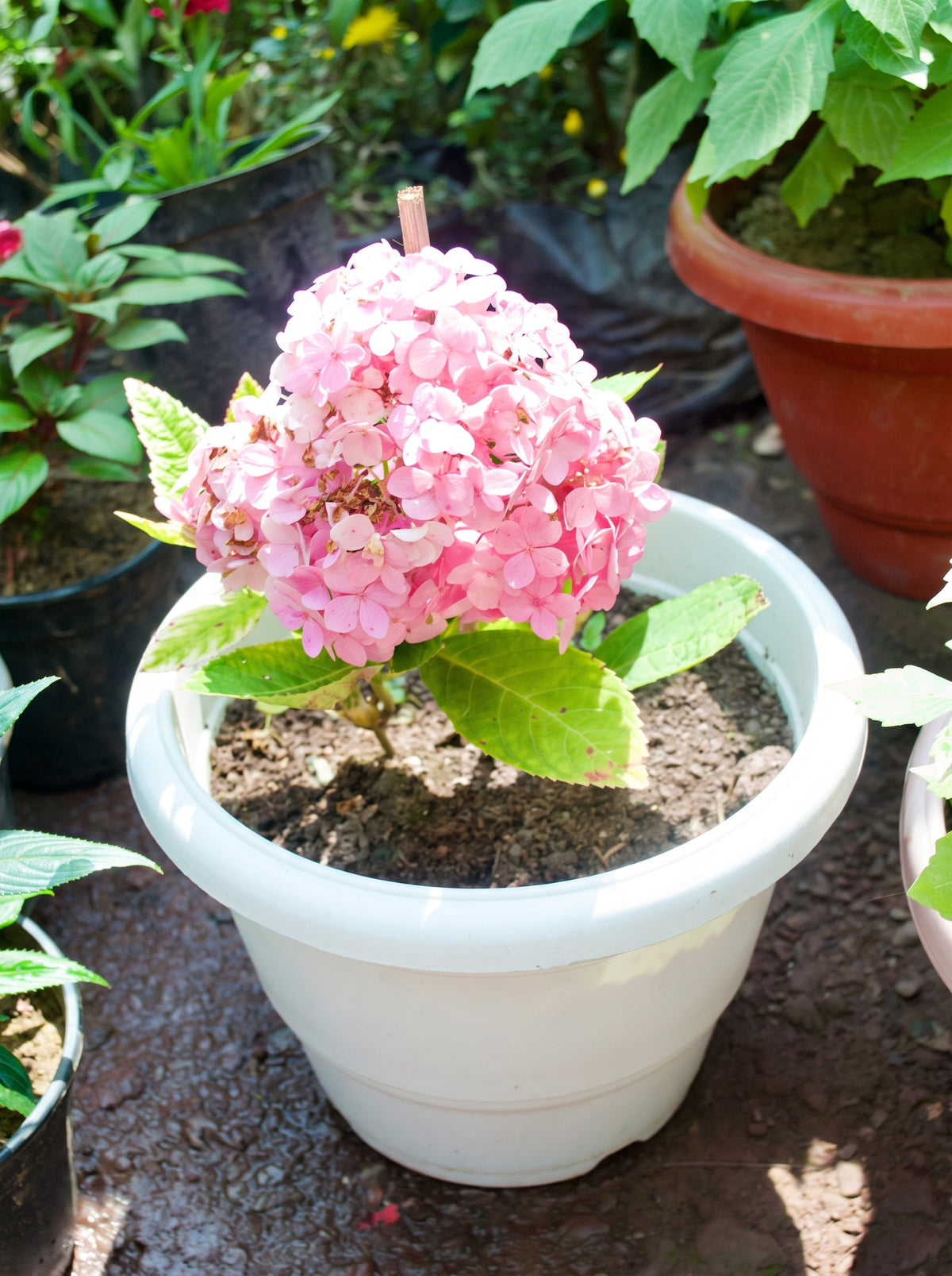 Hydrangea