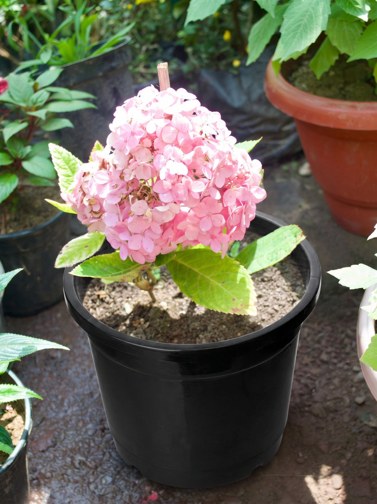 Hydrangea