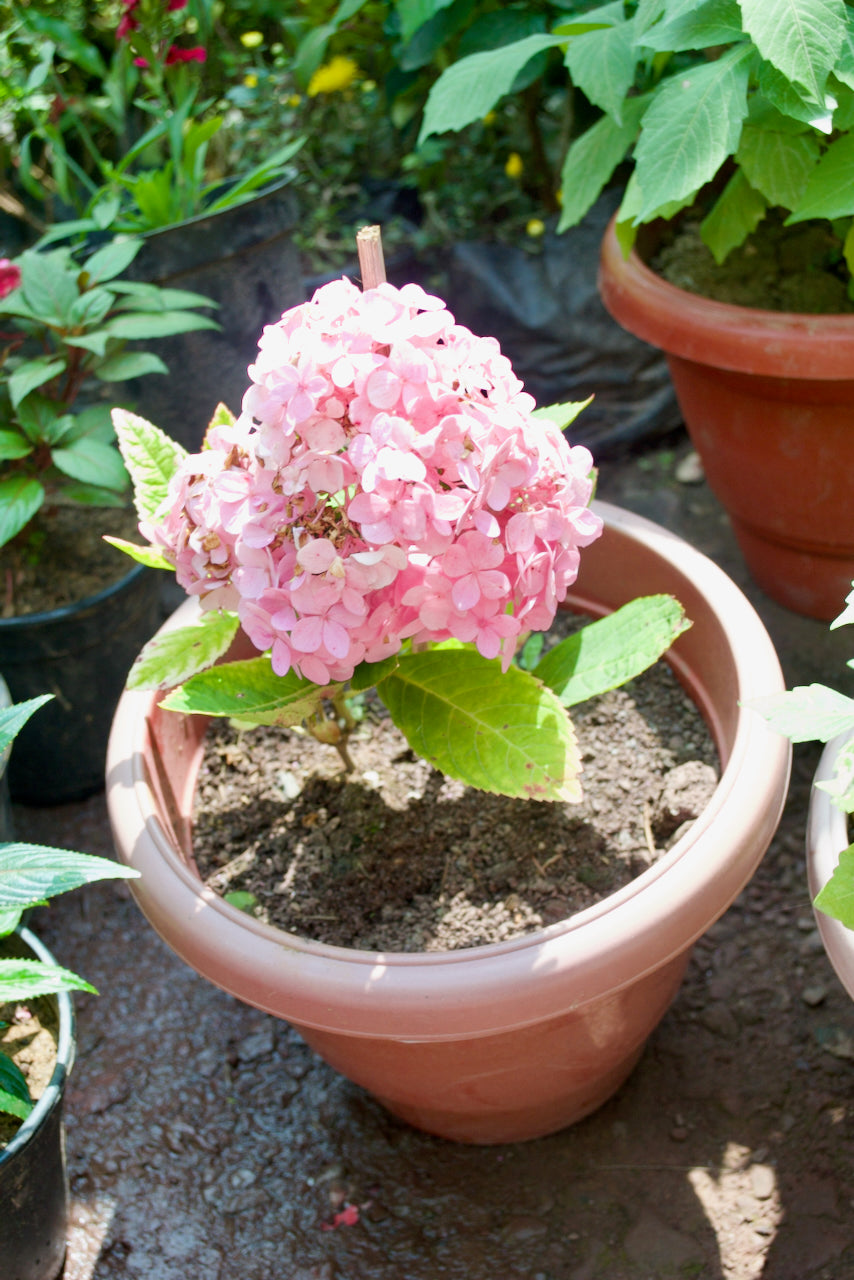 Hydrangea