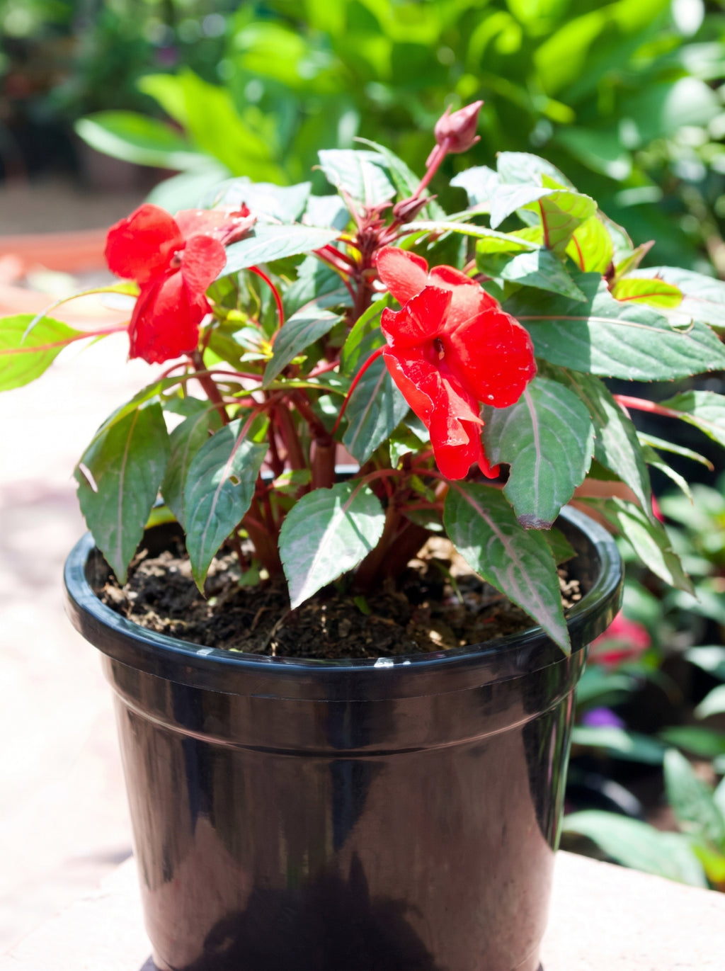 Impatiens