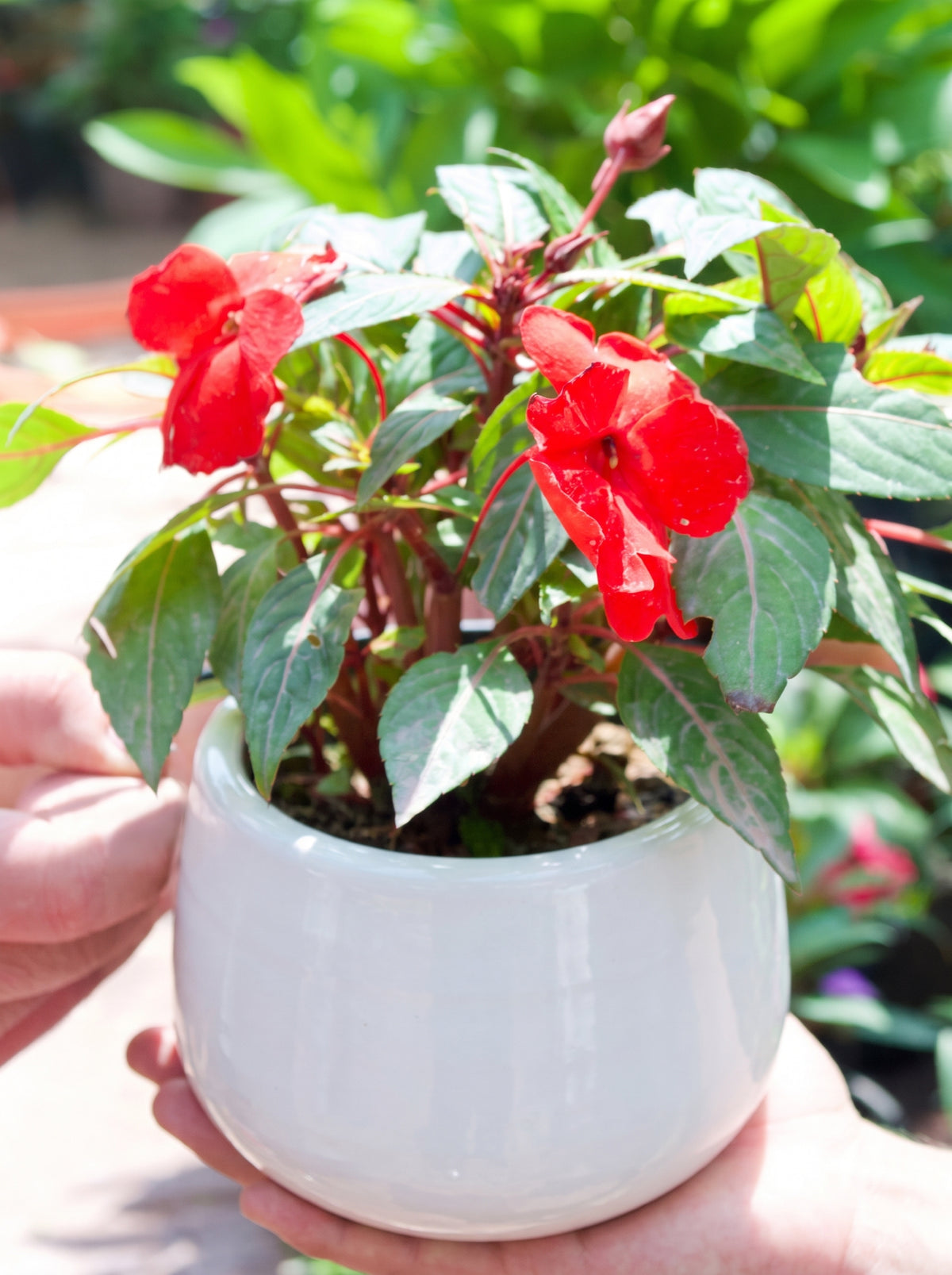 Impatiens