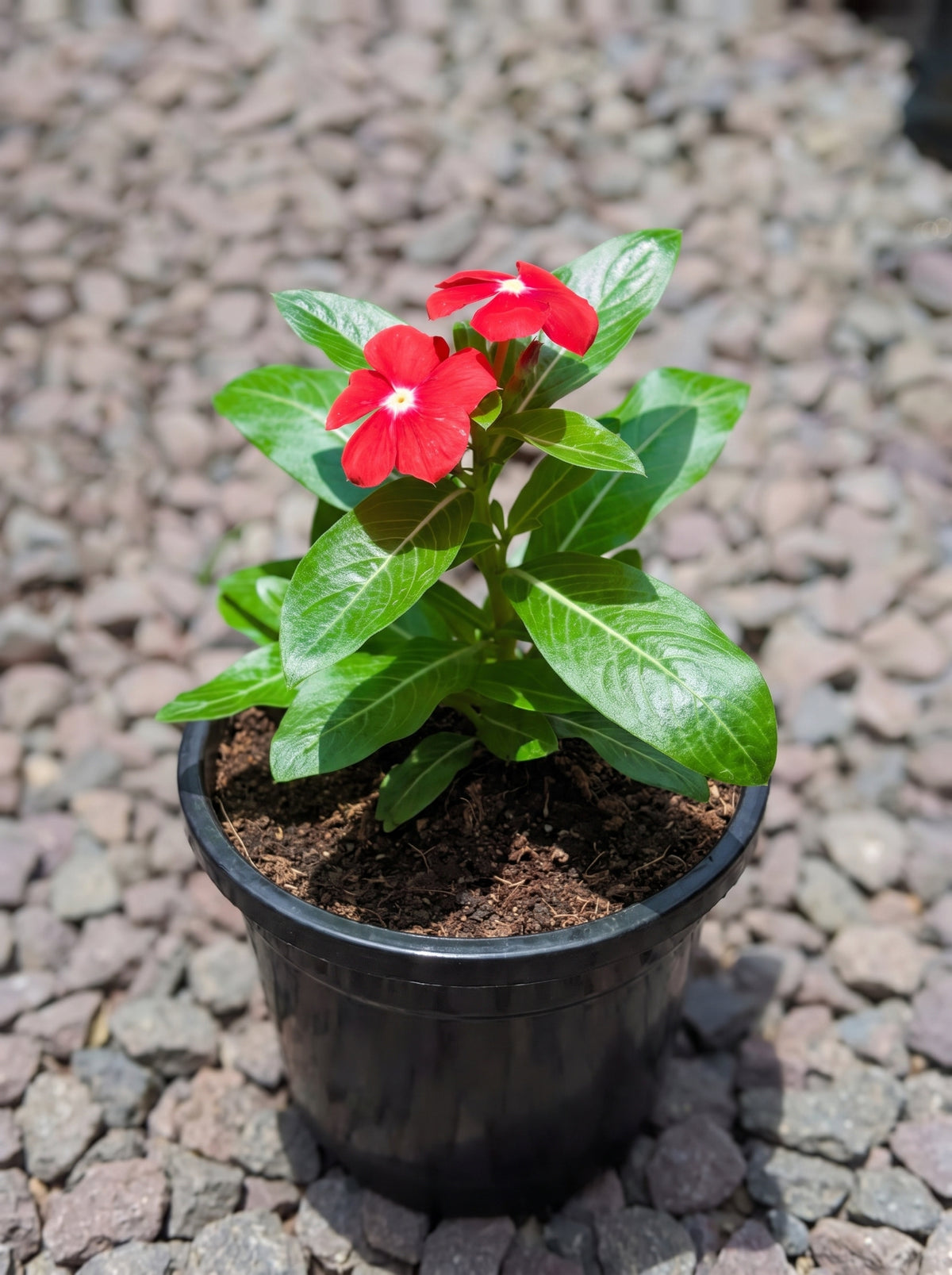Madagascar Periwinkle (Red with White Eye)