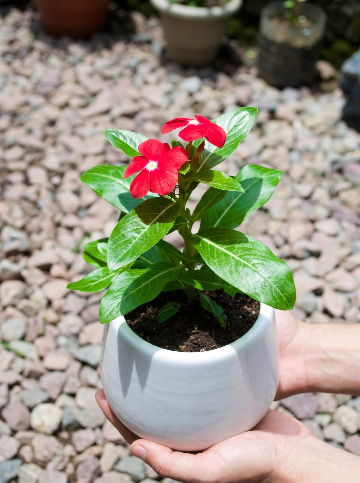 Madagascar Periwinkle (Red with White Eye)