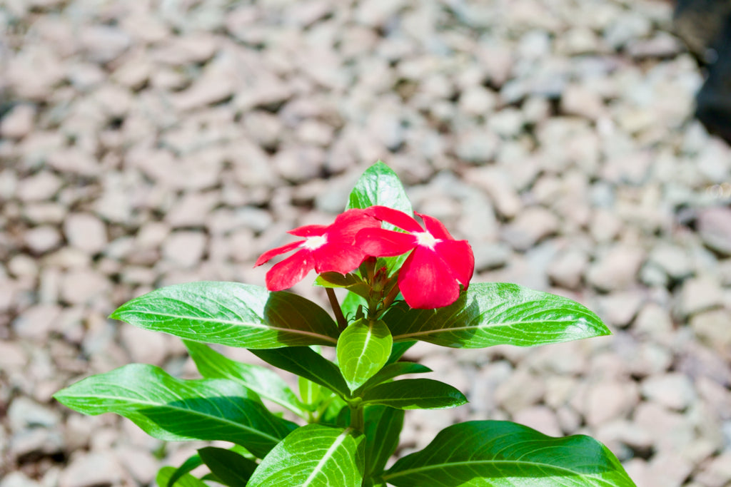 Madagascar Periwinkle (Red with White Eye)