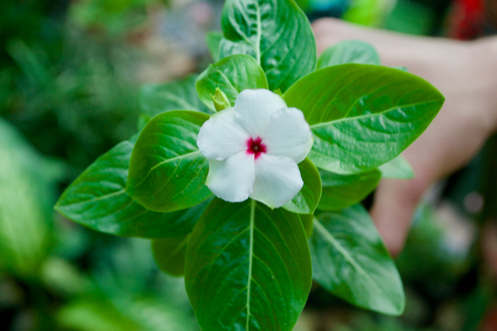 Madagascar Periwinkle (White with Red Eye)