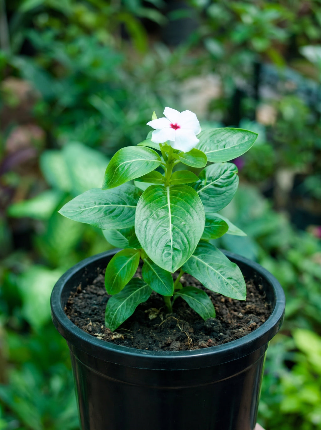 Madagascar Periwinkle (White with Red Eye)