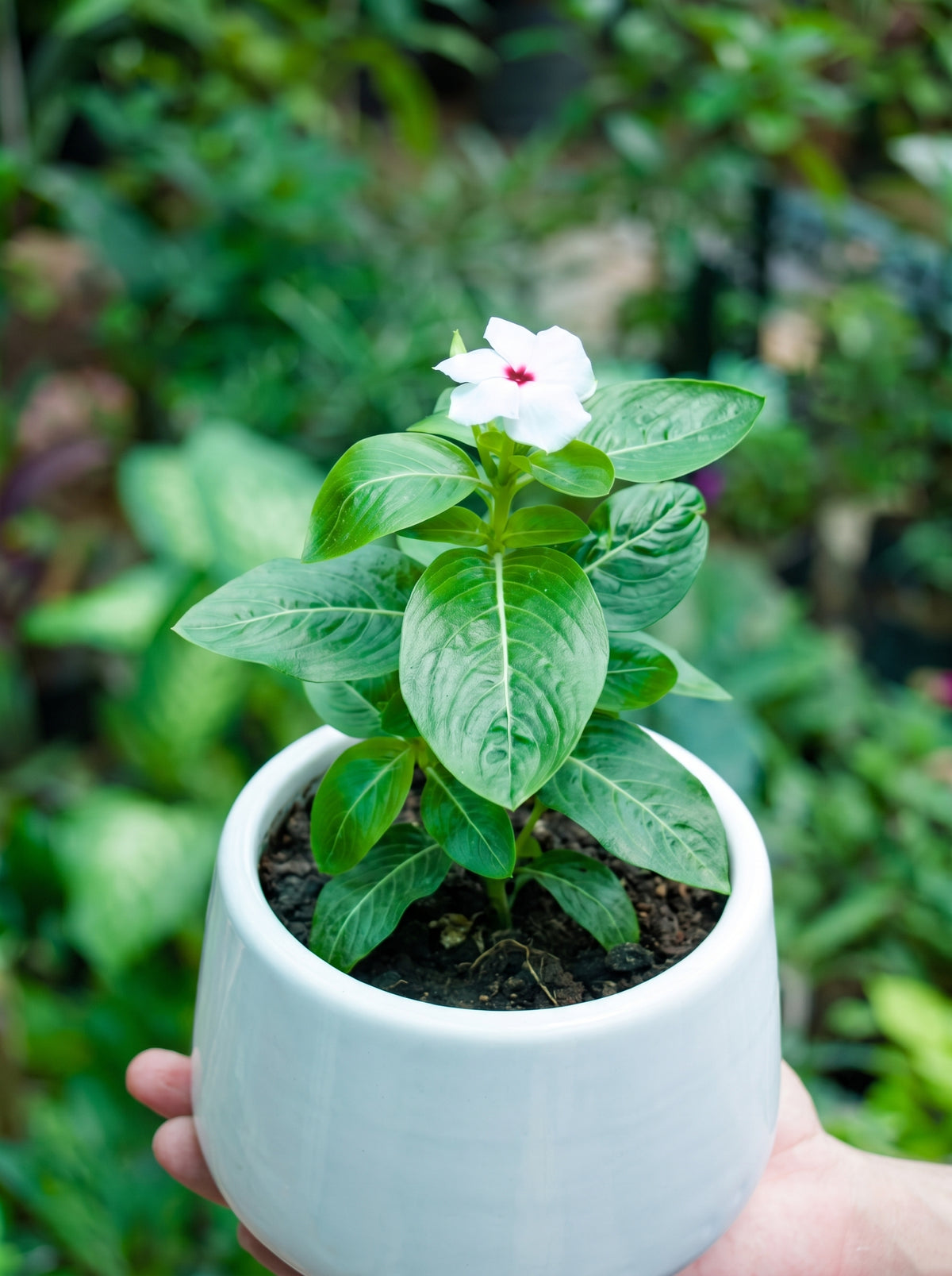Madagascar Periwinkle (White with Red Eye)
