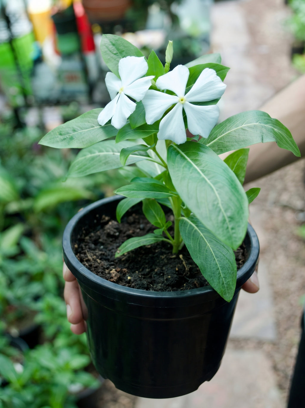 Madagascar Periwinkle (White with Yellow Eye)