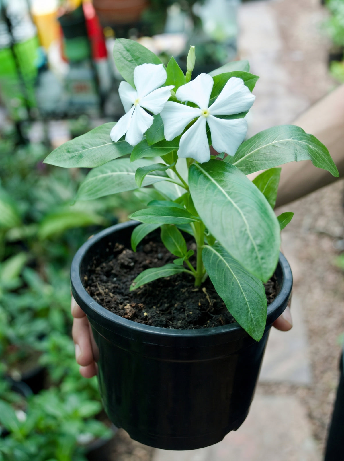 Madagascar Periwinkle (White with Yellow Eye)