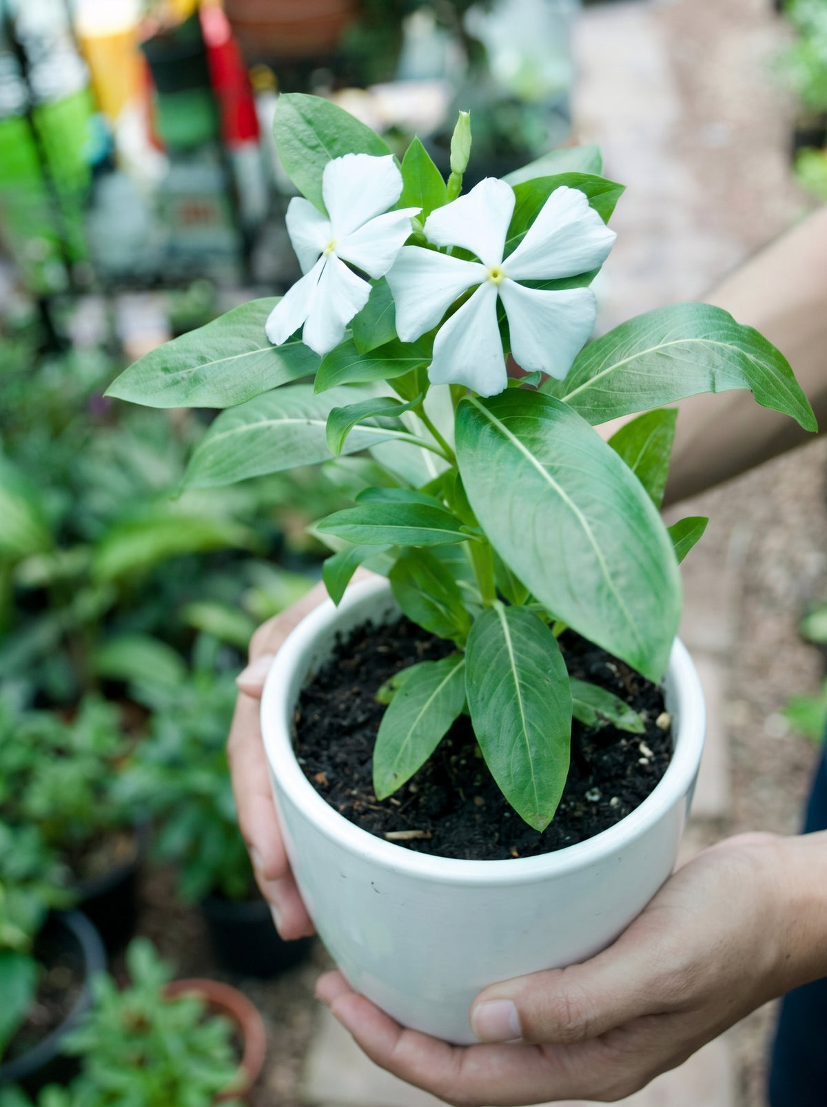 Madagascar Periwinkle (White with Yellow Eye)