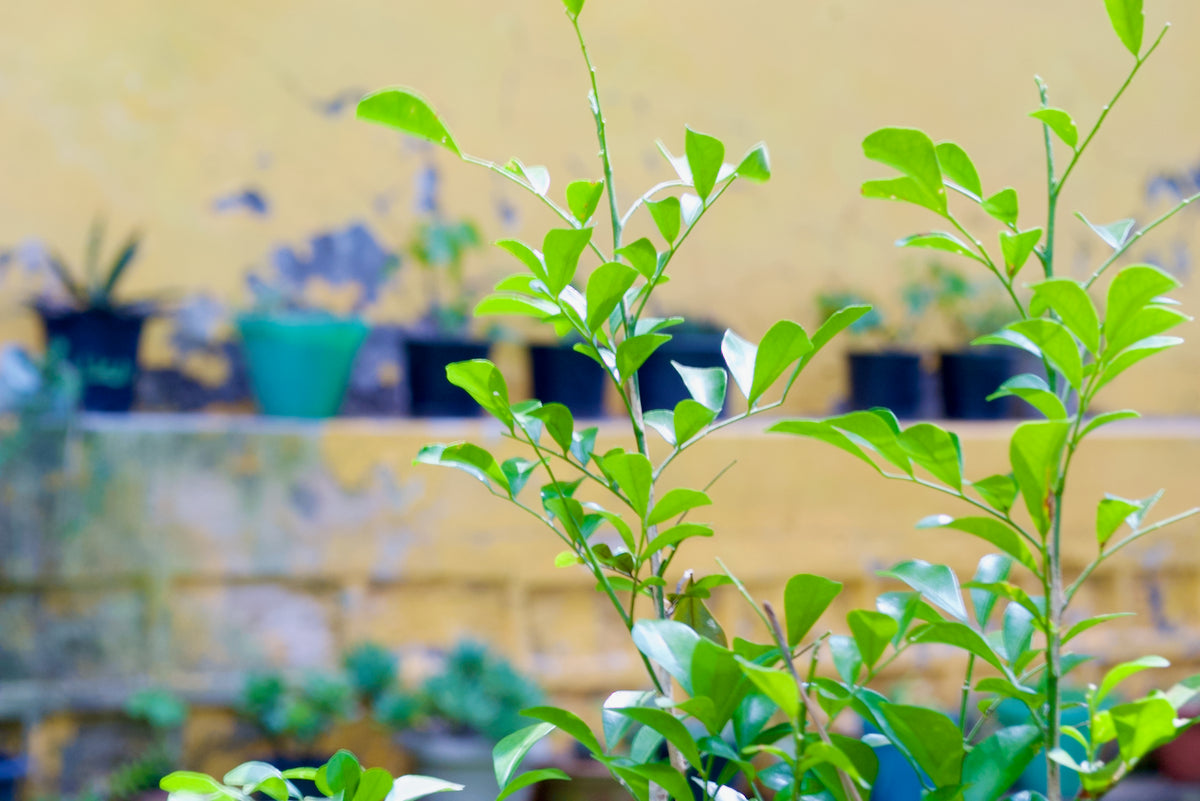 Orange Jasmine (Madhu Kamini)