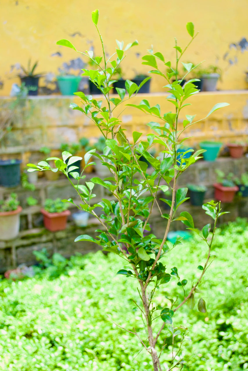 Orange Jasmine (Madhu Kamini)