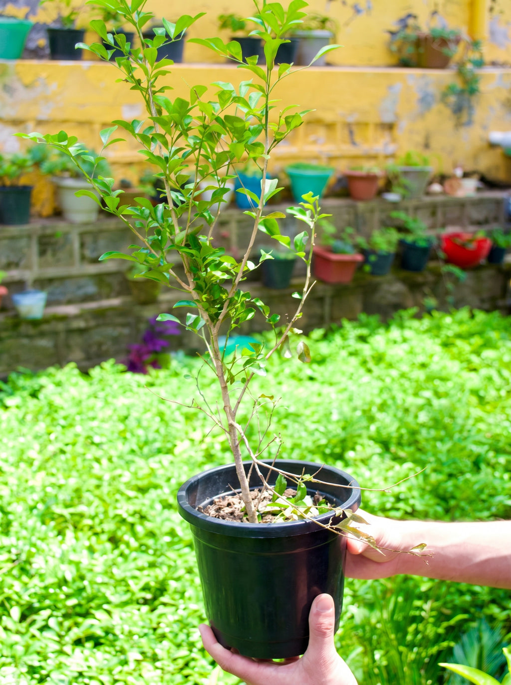 Orange Jasmine (Madhu Kamini)