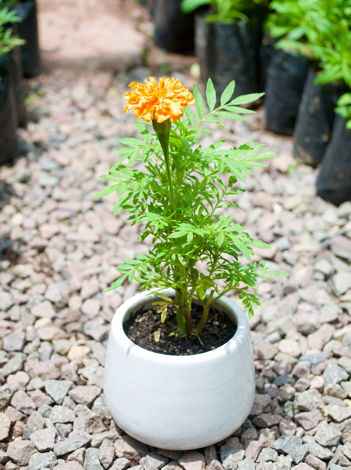 Marigold (Deep golden-orange)
