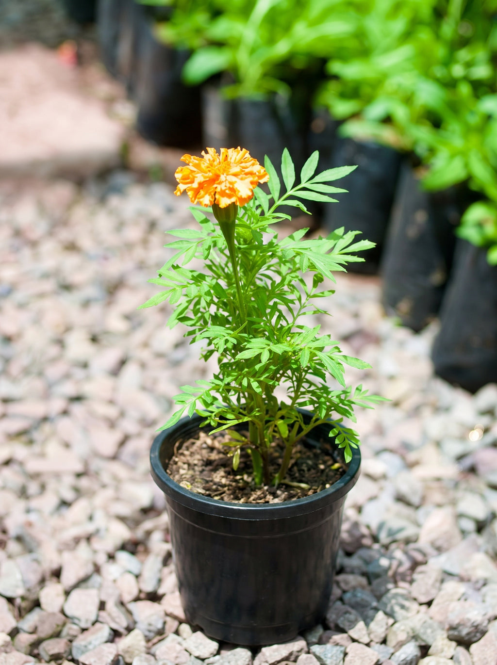 Marigold (Deep golden-orange)