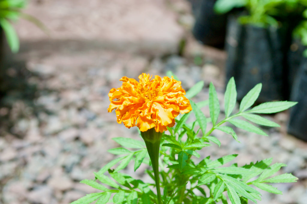 Marigold (Deep golden-orange)