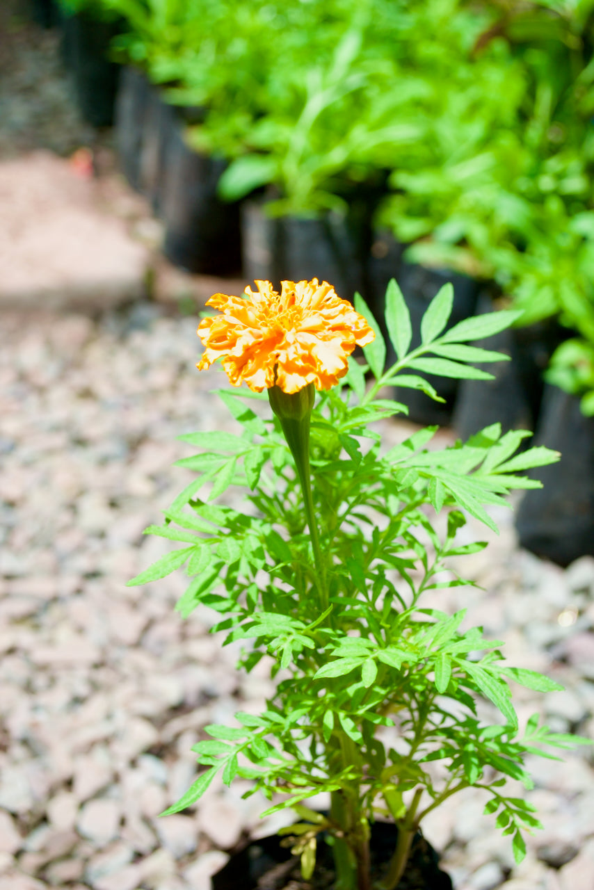 Marigold (Deep golden-orange)