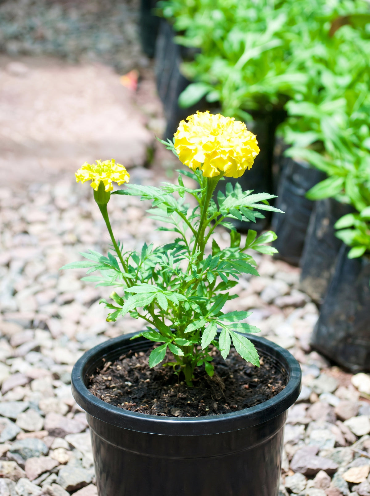 Marigold (Bright lemon yellow)