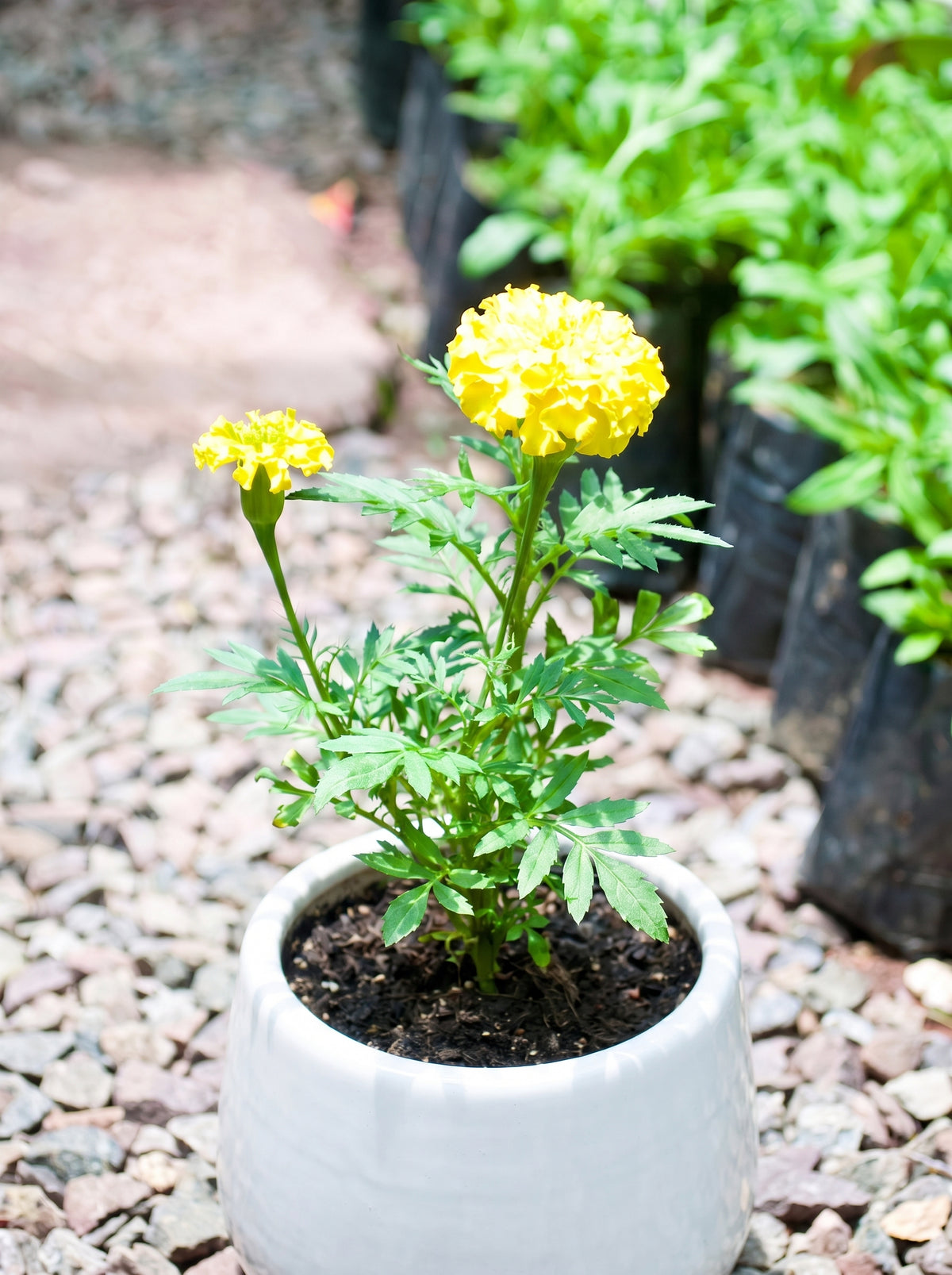 Marigold (Bright lemon yellow)