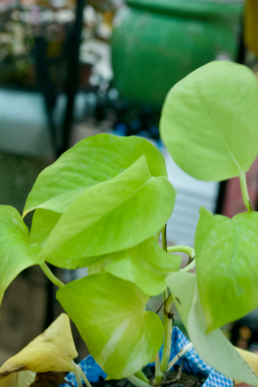 Money Plant