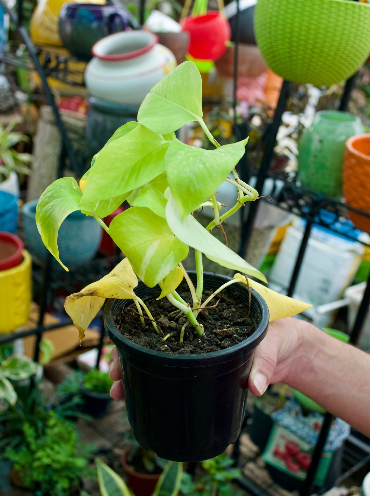 Money Plant