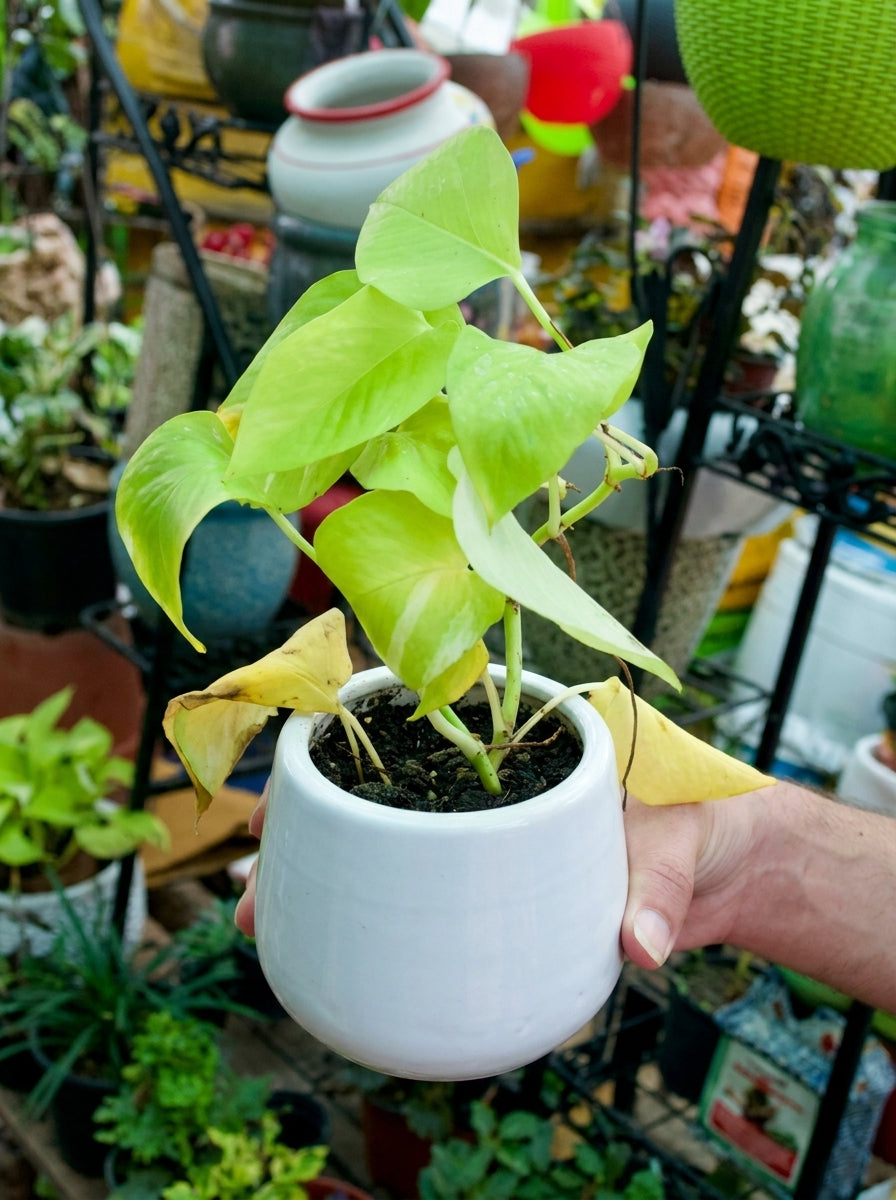 Money Plant