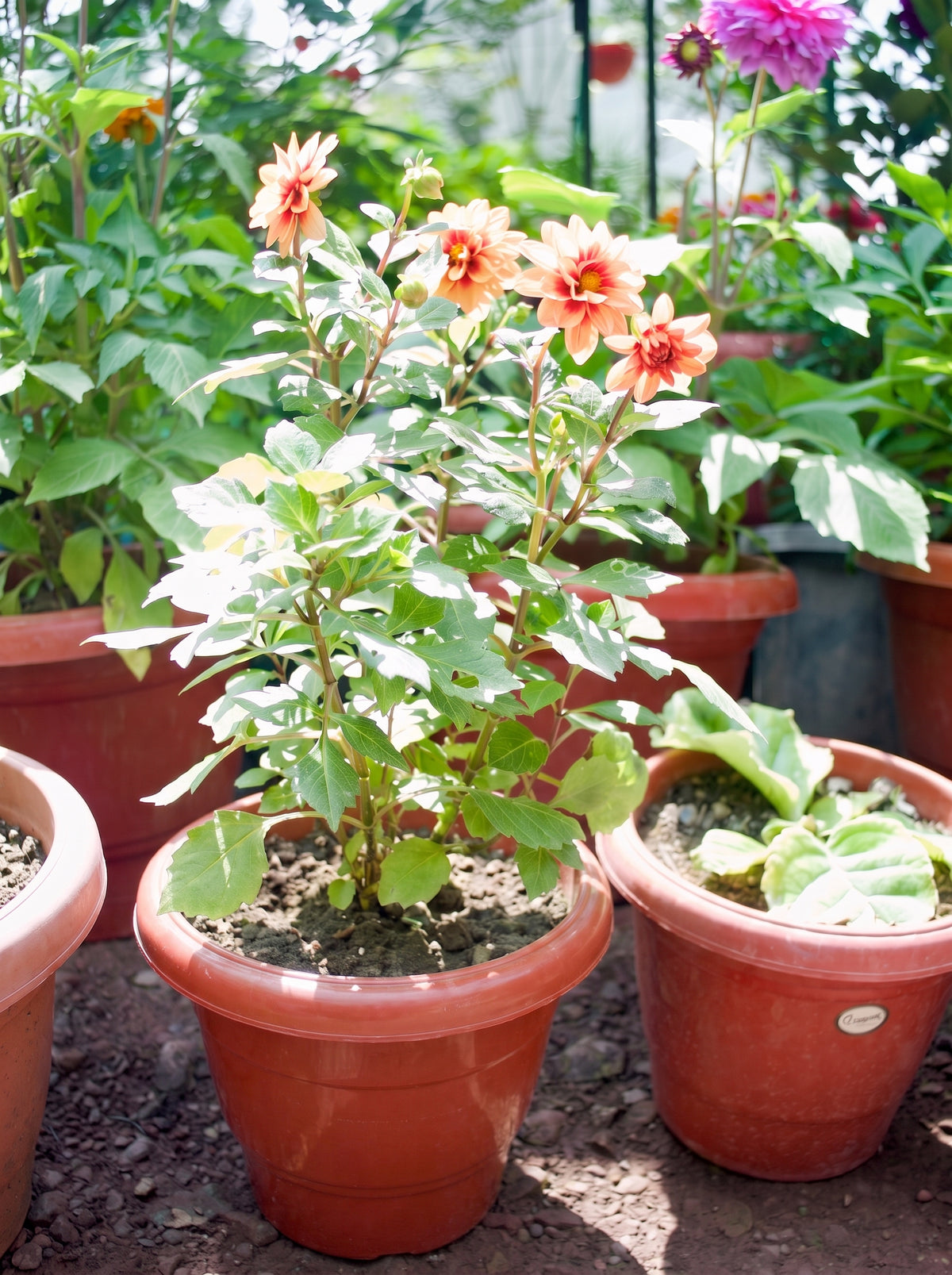 Dahlia (Apricot Red Eye)