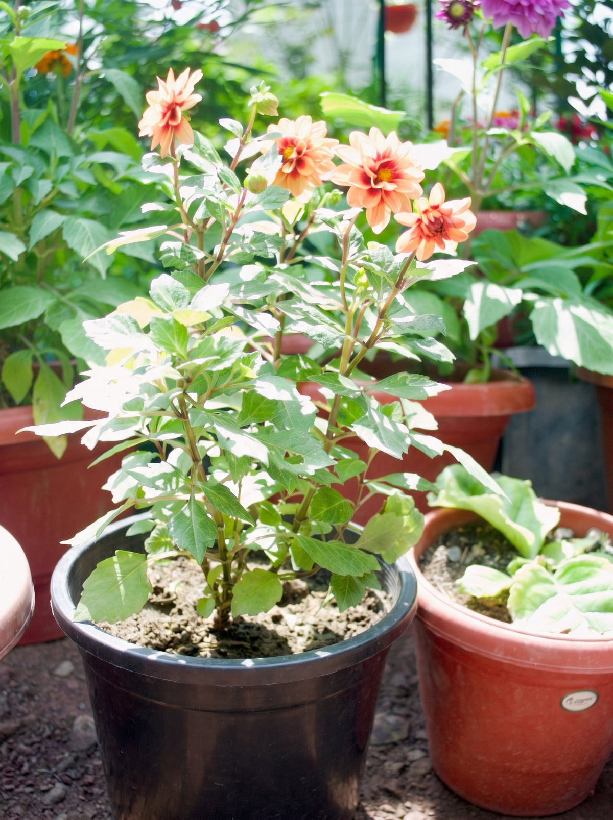 Dahlia (Apricot Red Eye)