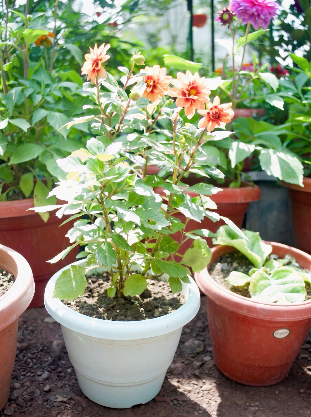 Dahlia (Apricot Red Eye)