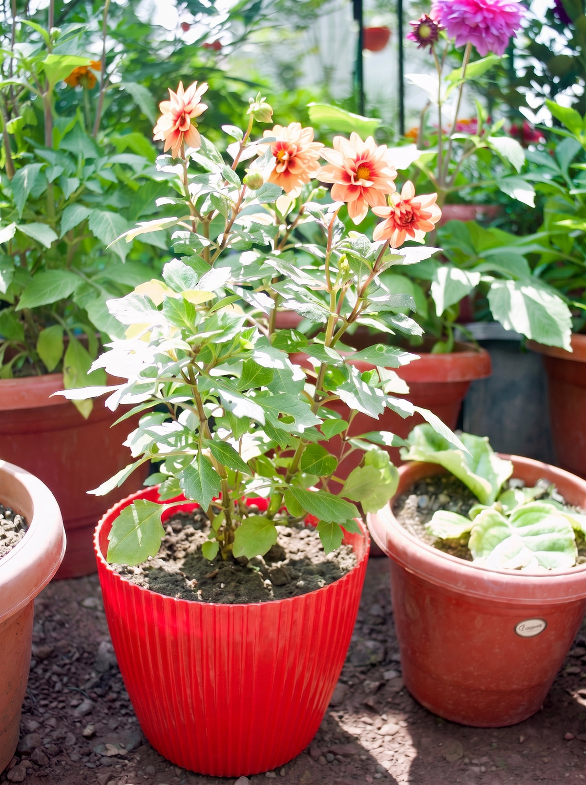Dahlia (Apricot Red Eye)