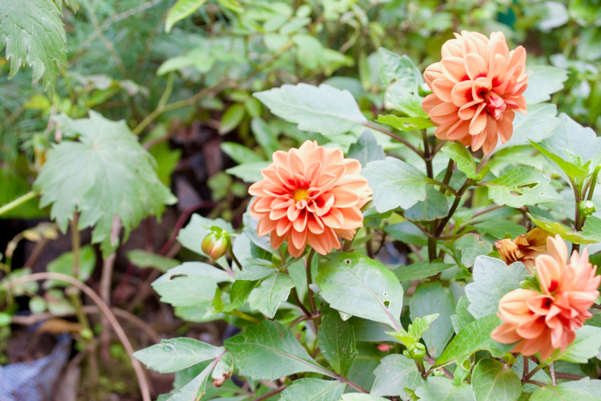 Dahlia (Apricot Red Eye)