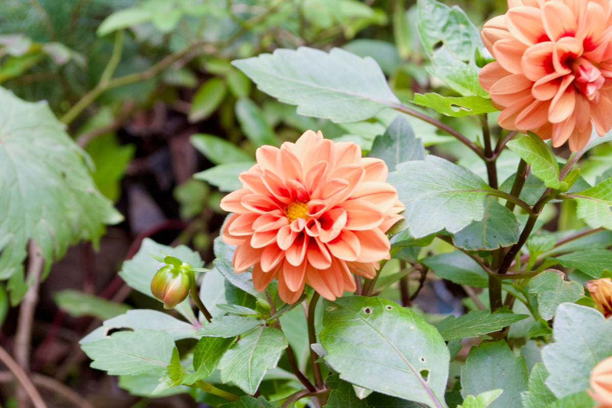 Dahlia (Apricot Red Eye)