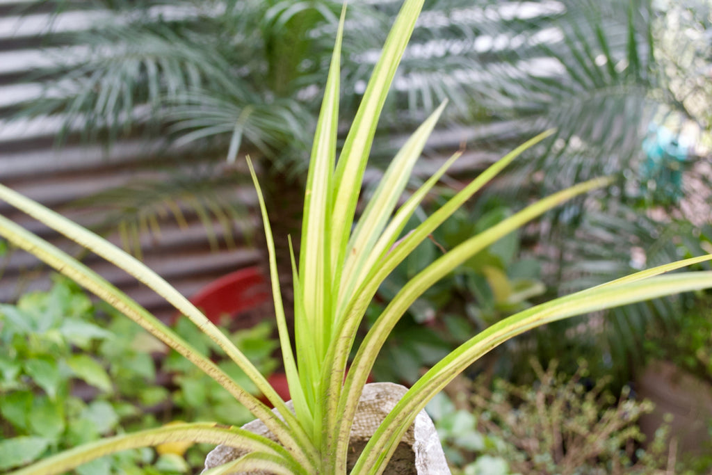 Yellow Pandanus