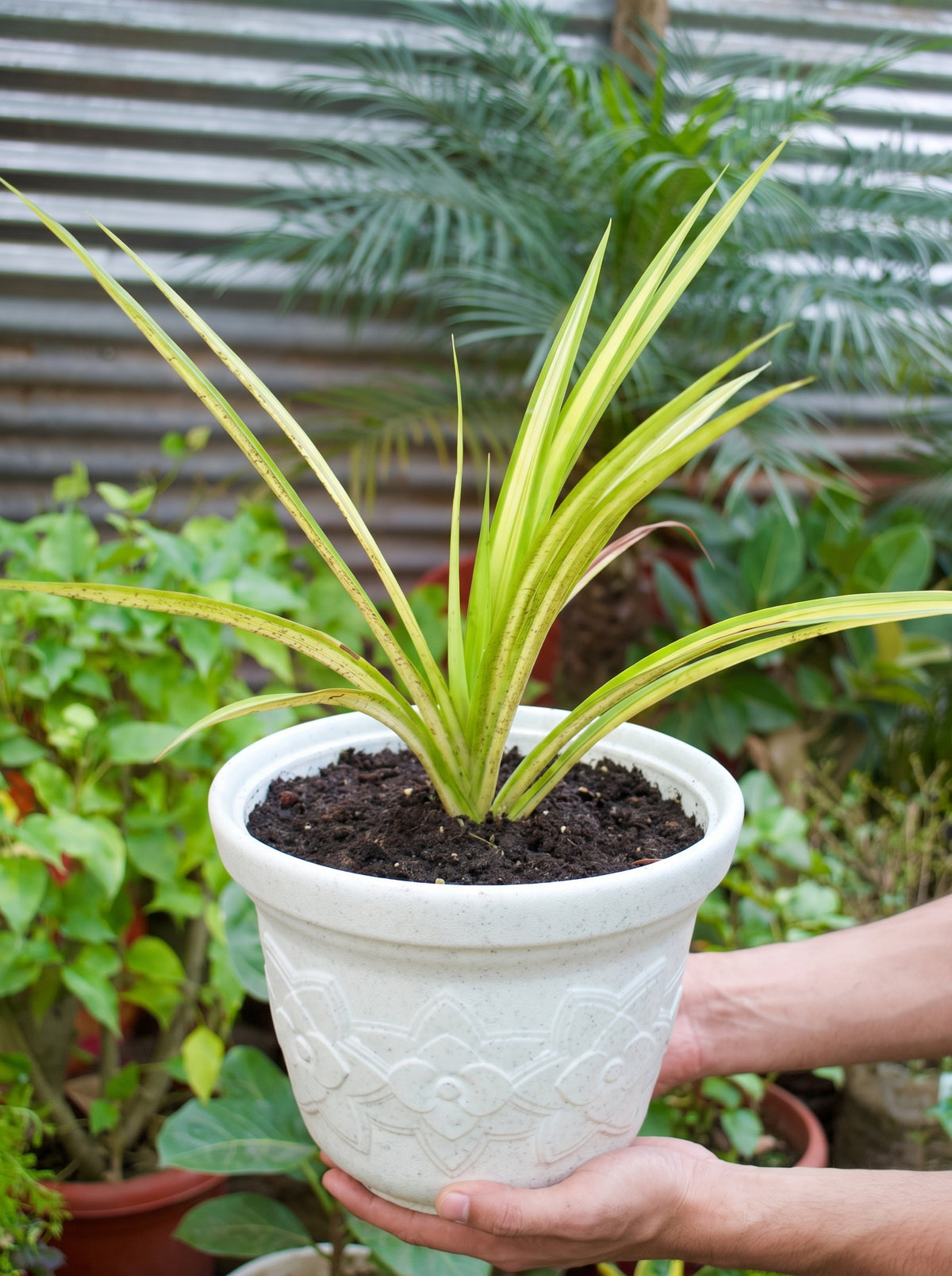 Yellow Pandanus