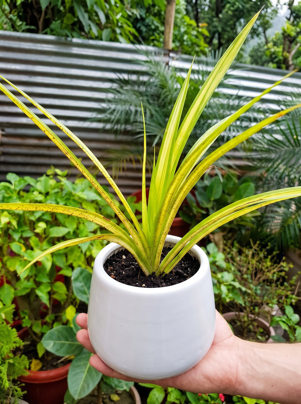 Yellow Pandanus
