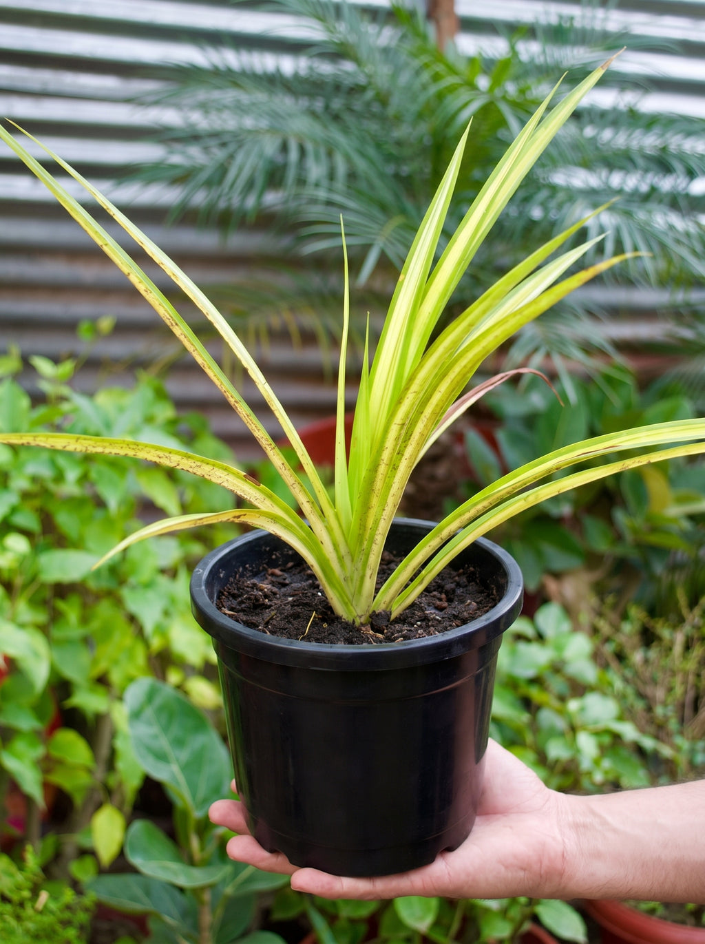 Yellow Pandanus
