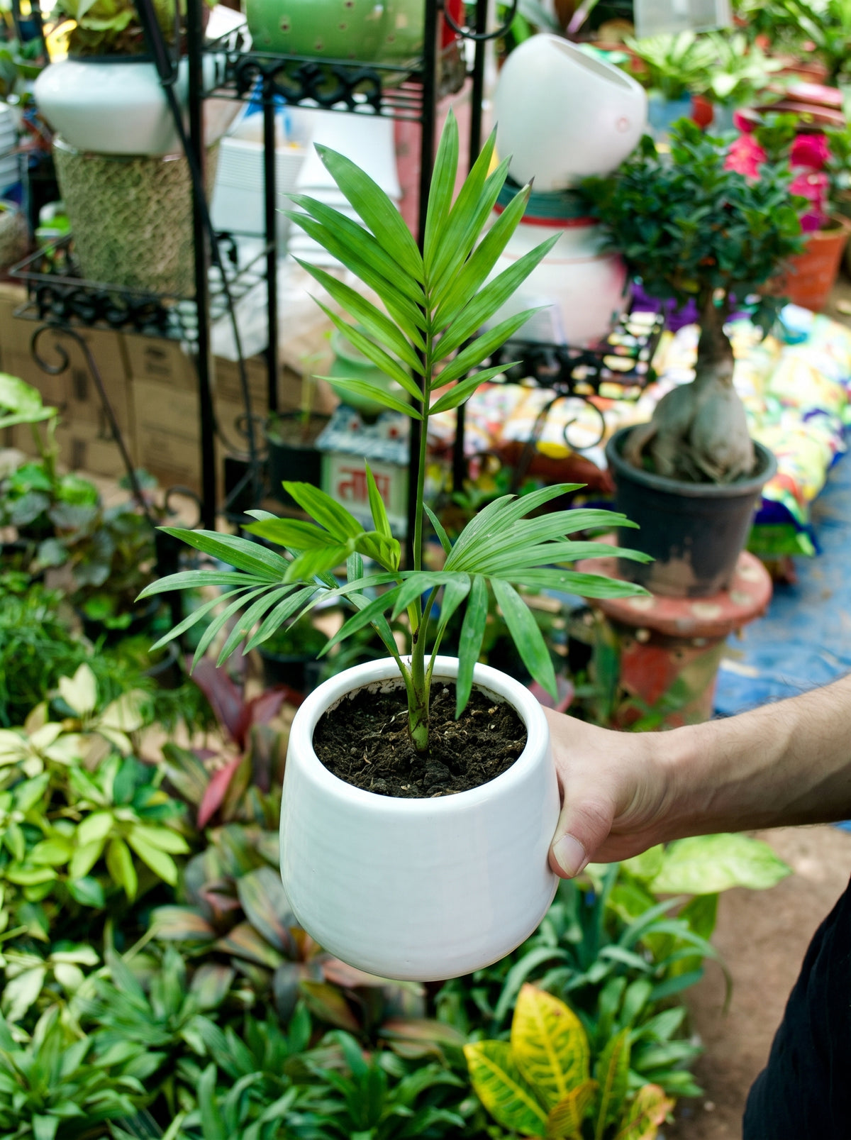 Parlor Palm