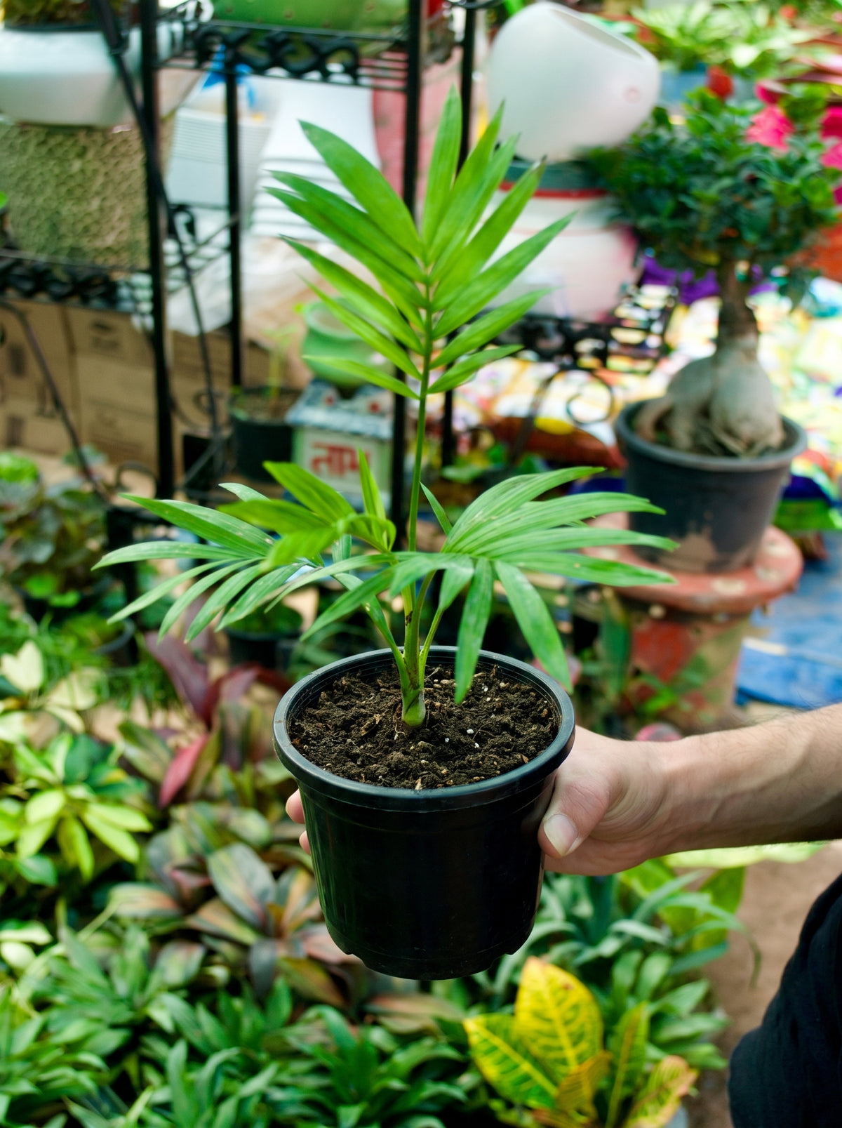 Parlor Palm